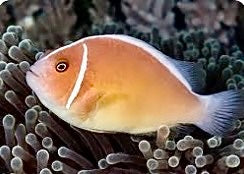 Anemonefish on a coral reef
