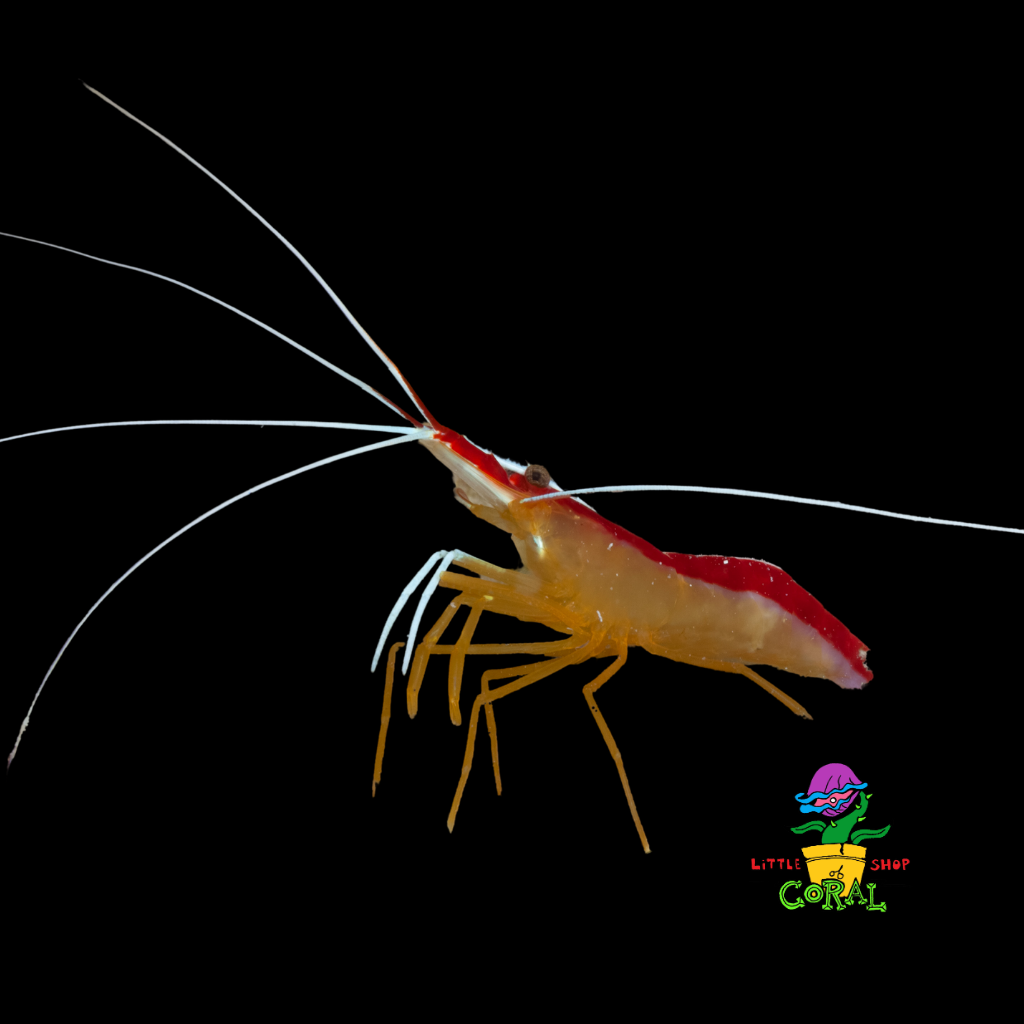 Skunk Cleaner Shrimp (Lysmata grabhami)