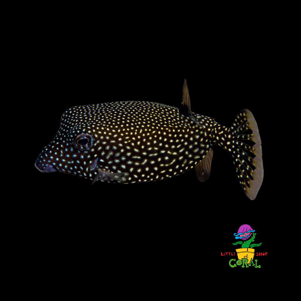 Spotted Boxfish (Ostracion meleagris)