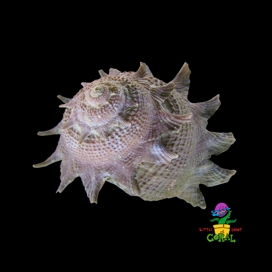 Spurred Turban Snail (Astralium calcar)
