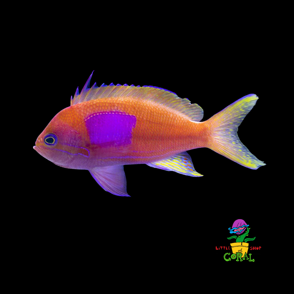 Square Anthias (Pseudanthias pleurotaenia)