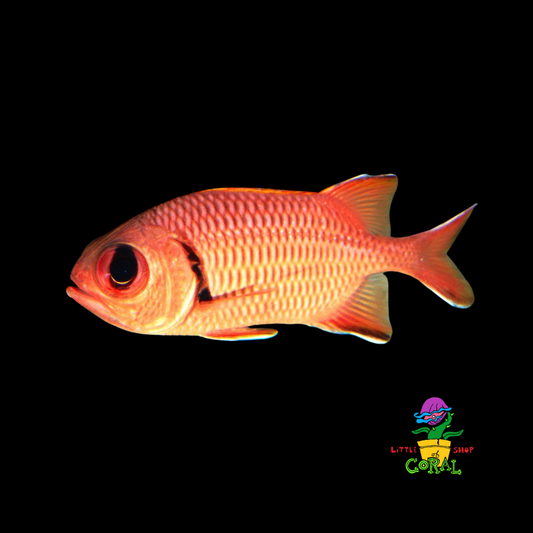 Big-Eye Squirrelfish (Myripristis amaena)