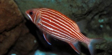 Red and white striped fish swimming in an aquarium setting