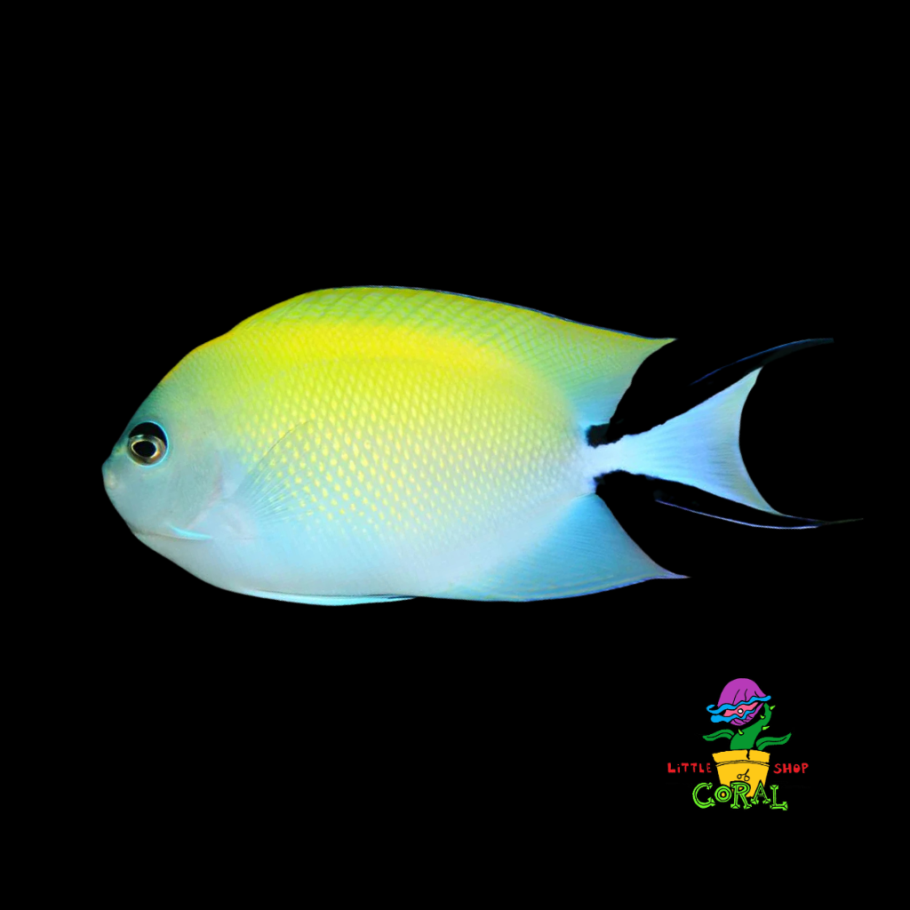 Swallowtail Angelfish (Genicanthus melanospilus)