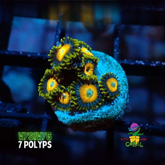 Scrambled Egg Zoanthids (WYSIWYG)