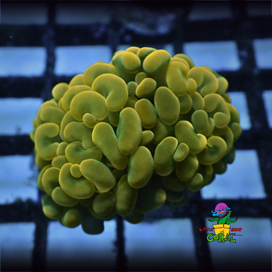 Peach Hammer Coral (Euphyllia ancora / parancora) (A15)