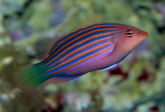 Six Line Wrasse (Pseudocheilinus hexataenia)