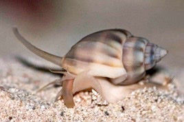 Snail, Nassarius