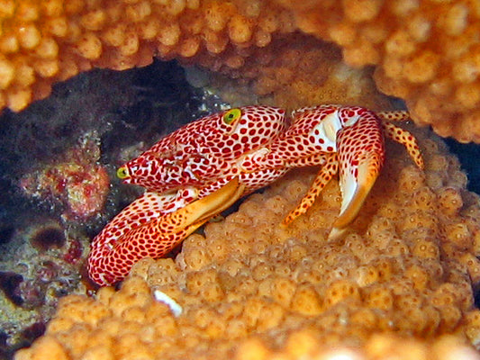 Spotted Trapezia Crab (Trapezia rufopunctata)