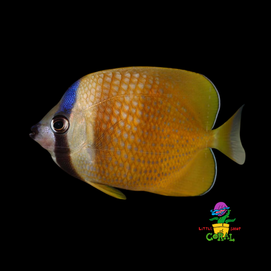 Sunburst Butterflyfish (Chaetodon kleinii)