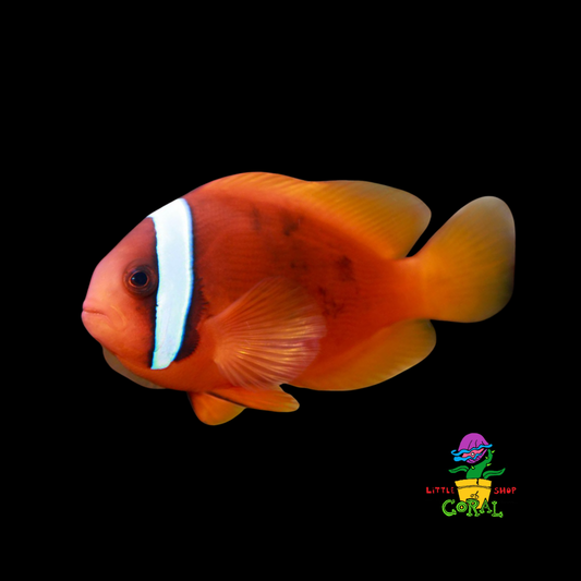 Tomato Clownfish (Amphiprion frenatus)