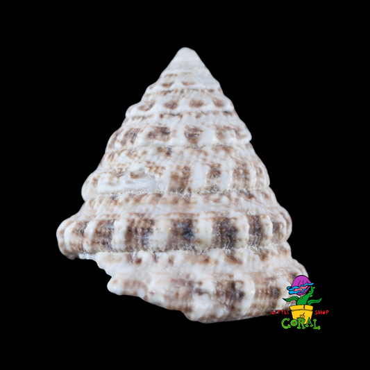 Turban Snail (Tectus fenestratus)