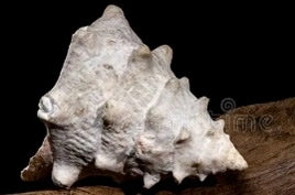 Tectus Snail