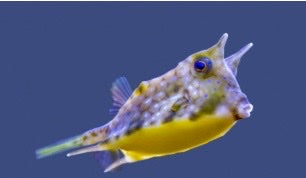 Colorful fish with a blue background