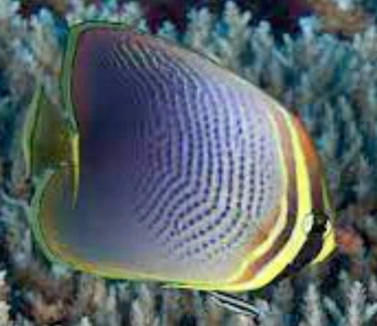 Colorful butterflyfish swimming among coral in an underwater setting