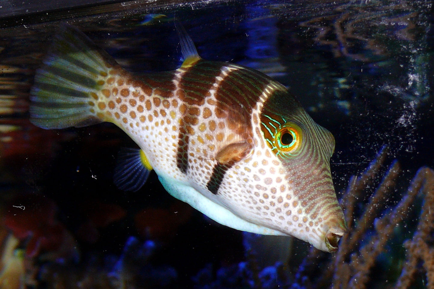 Valentini Puffer (Canthigaster valentini)