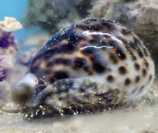 Tiger Cowrie (Cypraea tigris)