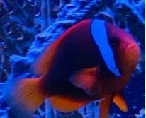 Tomato Clown-LG/XL(Amphiprion frenatus)