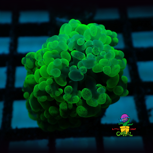 Green Toxic Hammer Coral (Euphyllia ancora / parancora) (A13)
