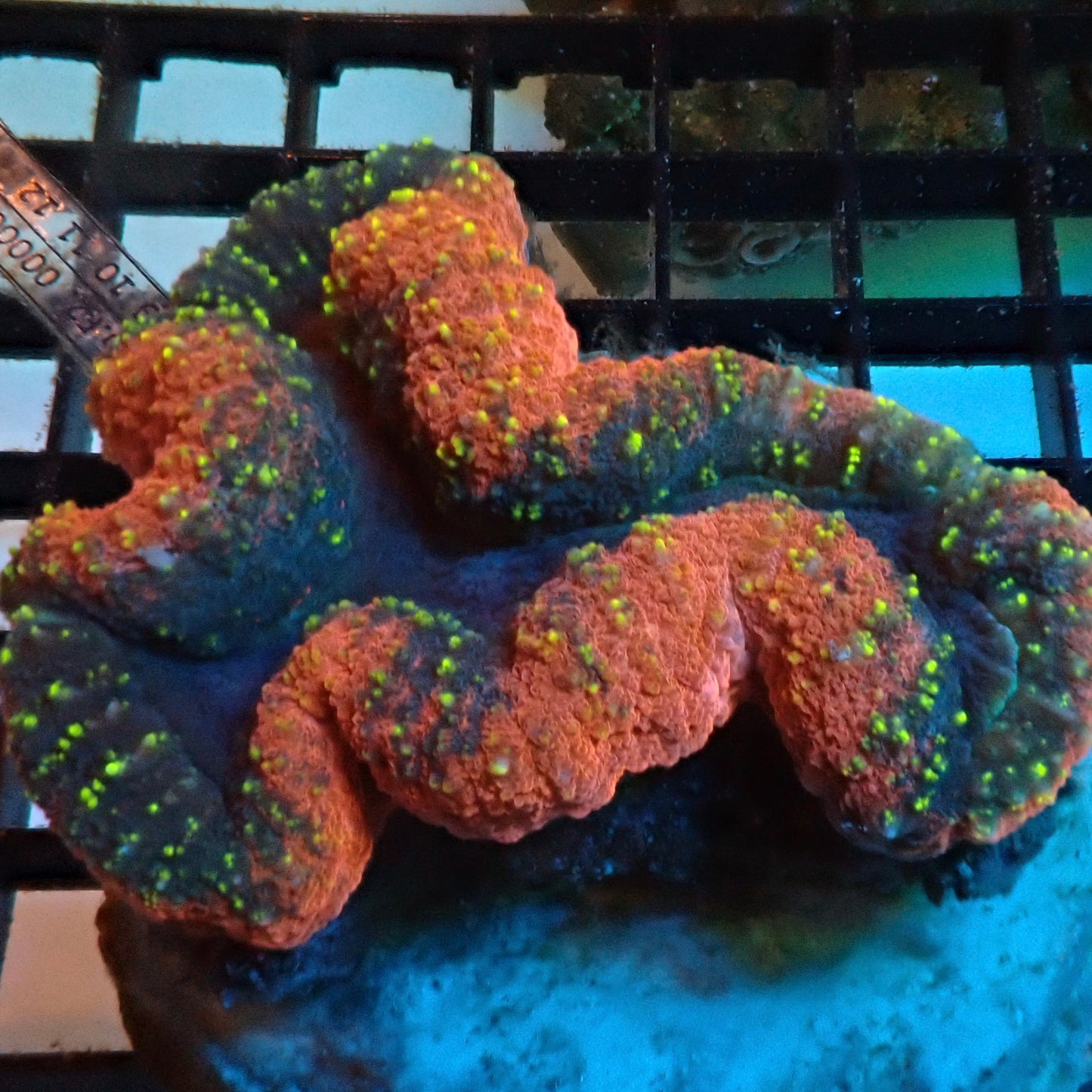 Tricolour Symphyllia (Symphyllia sp.)