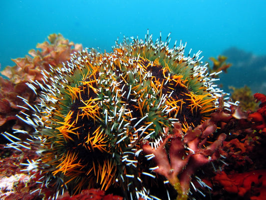 Multi Colour Urchin (Tripneustes gratilla)