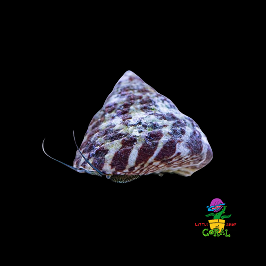 Trochus Snail (Trochus maculatus)