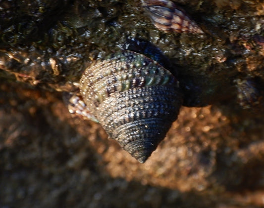 Trochus Snail (Trochus maculatus)