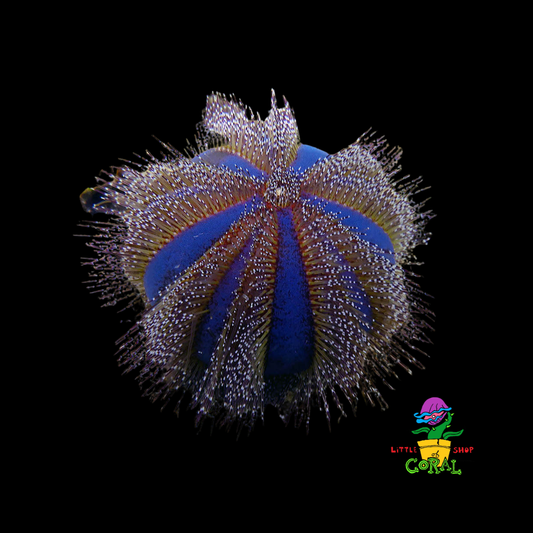 Tuxedo Urchin (Mespilia globulus)
