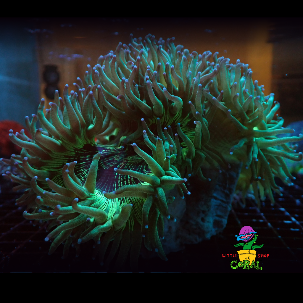Ultra Green Elegance Coral (Catalaphyllia jardinei) 