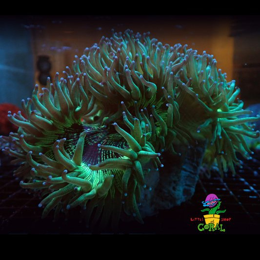 Ultra Green Elegance Coral (Catalaphyllia jardinei) 
