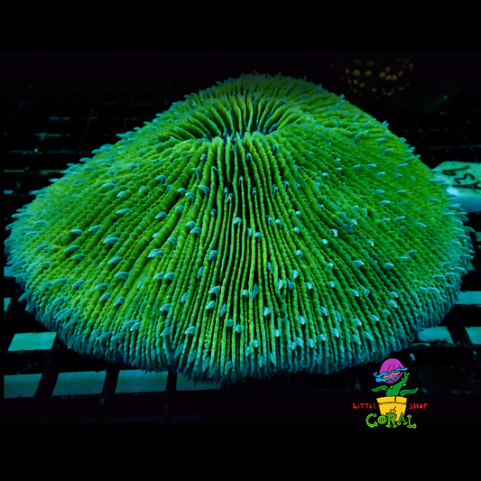 Ultra Plate Coral - 6 Inch (Fungia spp.) (A39)