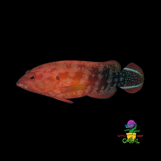V-Tailed Grouper (Cephalopholis urodellus)