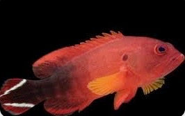 Red fish with yellow markings on a black background