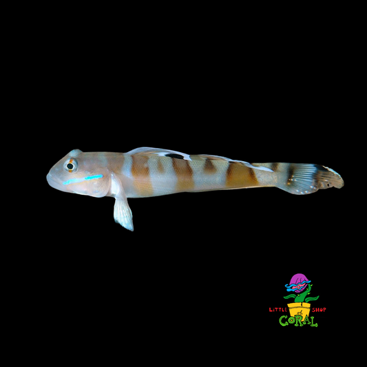 Tiger Wardi Sleeper Goby (Valenciennea wardii)