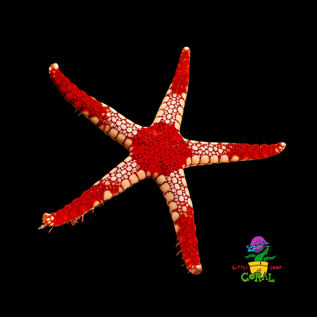 Volcano Fromia Starfish (Fromia monilis)