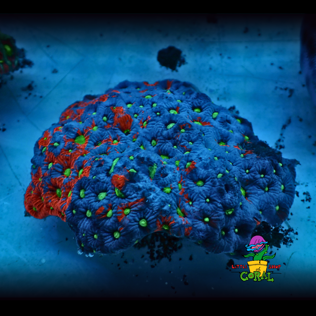 War Coral Favite Colonys (Favites spp.) (A42)