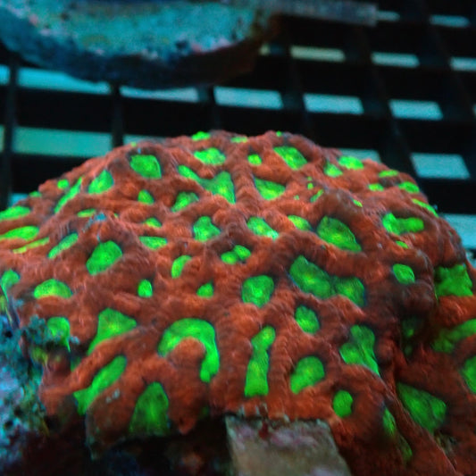 War Coral Favites