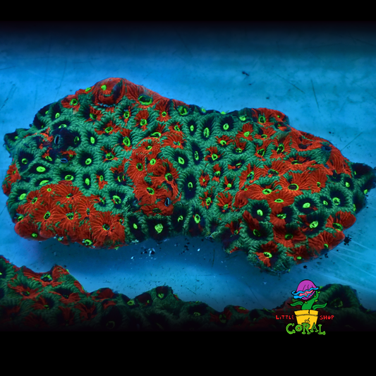 War Coral Favite Colonys (Favites spp.) (A42)