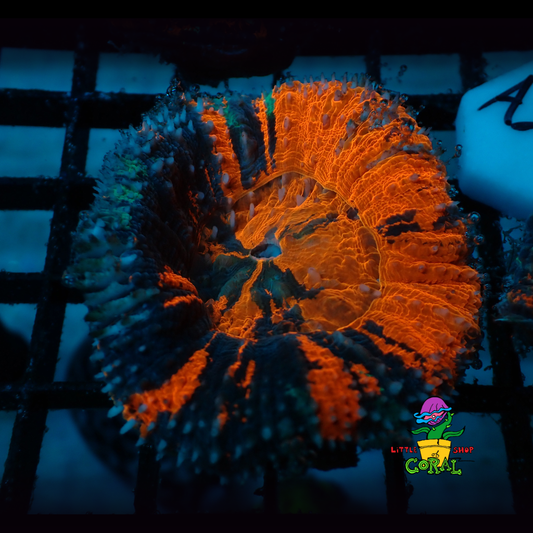 Warpaint Scoly (Scolymia australis) (A20)
