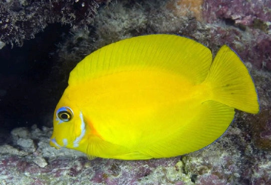 Yellow fish in a coral reef