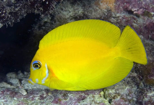 Yellow fish in a coral reef