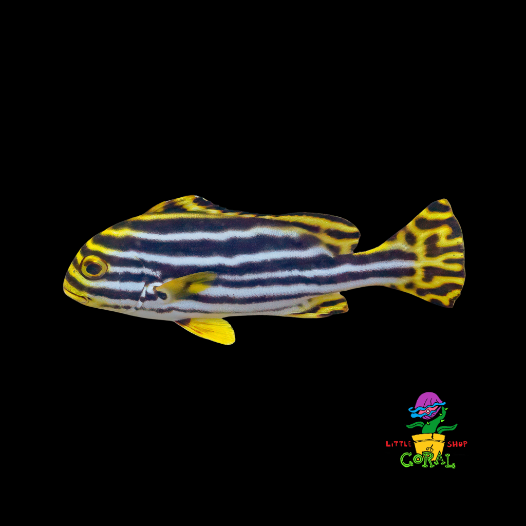 Yellow Line Sweetlips (Plectorhinchus diagramus)