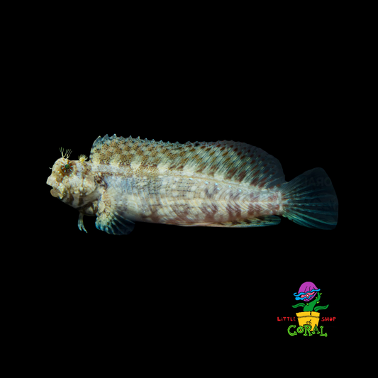 Sailfin Blenny (Parablennius gattorugine)