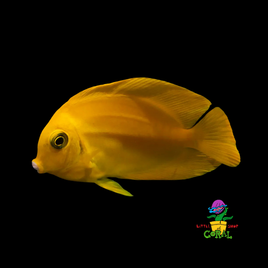 Yellow Mimic Tang (Acanthurus pyroferus)