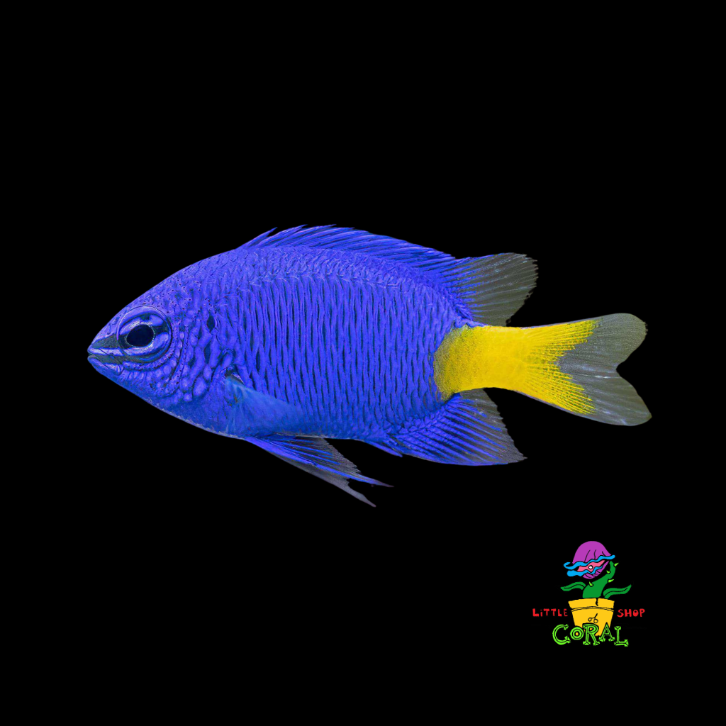 Yellowtail Damselfish (Chrysiptera parasema) – Little Shop of Coral