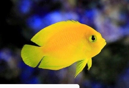 Yellow fish swimming in an aquarium with a blurred blue background