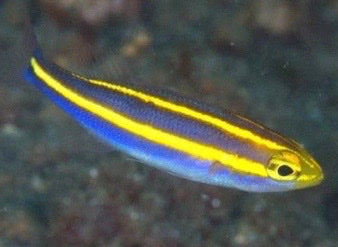 Yellow Line Snapper (Pentapodus nemurus)