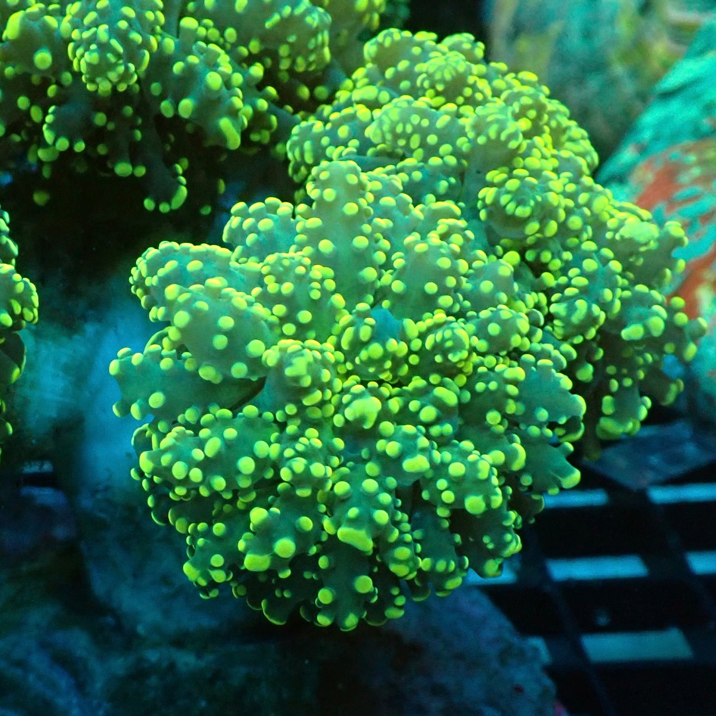 Yellow Octospawn (Euphyllia paraancora)