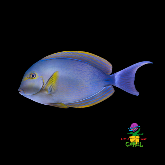 Yellowfin Tang (Acanthurus xanthopterus)