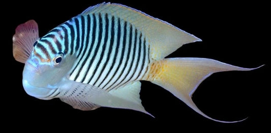 Fish with black and white striped pattern on a black background